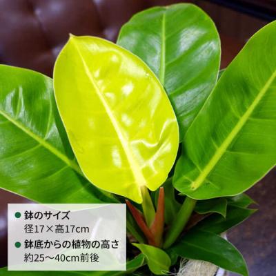 ふるさと納税 糸島市 鮮やかなイエローグリーン『フィロデンドロン・インペリアルゴールド』cocoha[AWB031] |  | 01