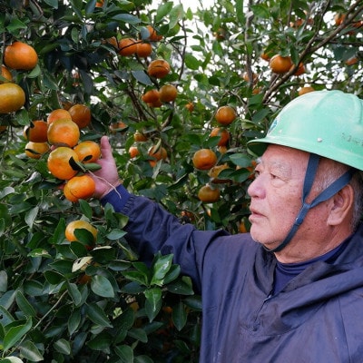 【2026年12月頃から順次発送】国頭村産の島みかん おお紅 5kg やんばる育ちの希少柑橘