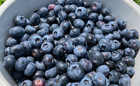 A24-002 だいせんのめぐみブルーベリージャムセット