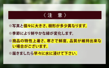 植物 福の山・榊（サカキ） 苗木（1ポット）:40cm 広島県福山市/小林商事 本榊 さかき 苗木 地植え 神棚 プランター 観葉植物 [BAEA007]