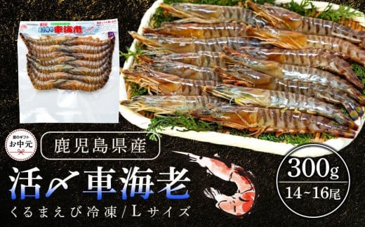 【お中元用】活き〆冷凍車海老　300g（Lサイズ）14～16尾入り