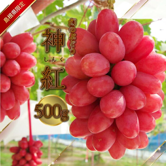 【ふるさと納税】島根県限定！幻のぶどう　”神紅（しんく）” 1房　500g