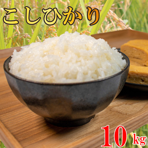 コシヒカリ 無洗米 10kg 令和7年産 【お米】