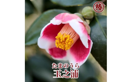 ☆椿名花「玉之浦」5号鉢開花見込み苗