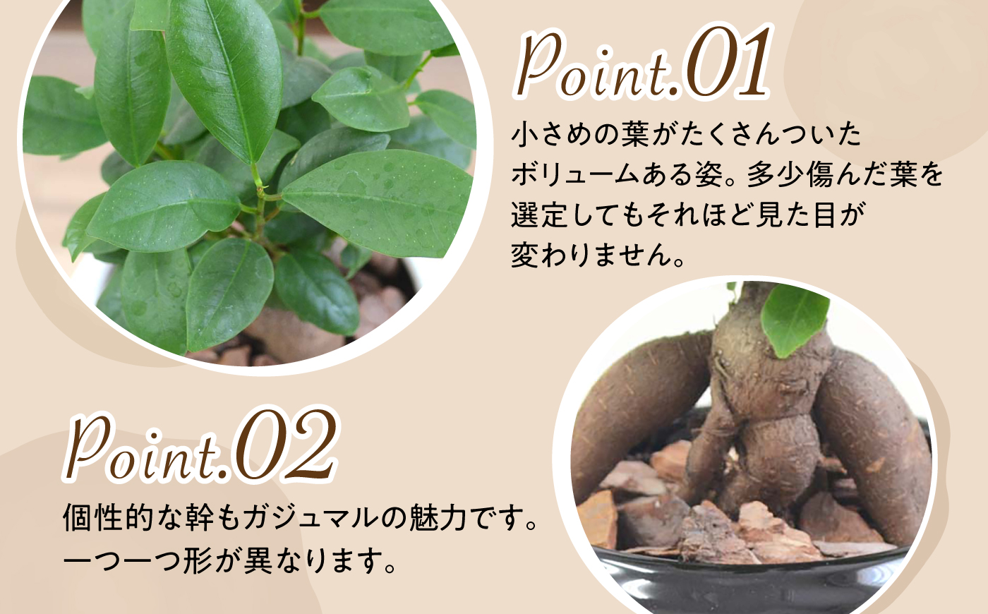 ガジュマル3号　ボール型陶器鉢（白）観葉植物 大村市 琴花園 /観葉植物 室内 観葉 植物 ガジュマル インテリア 小さめ [ACYK047]