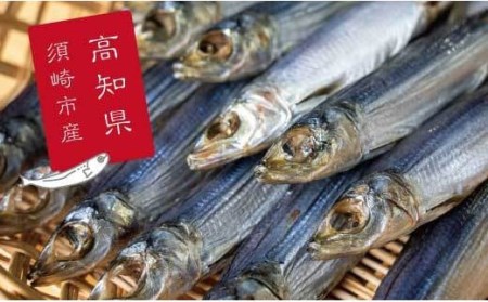 特上品 うるめ いわし 500g いわしいわしいわしいわしいわしいわし