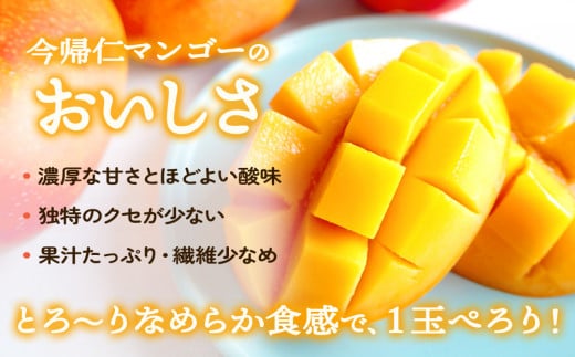 今帰仁マンゴーA級１kg以上【先行予約】【2025年7月～8月上