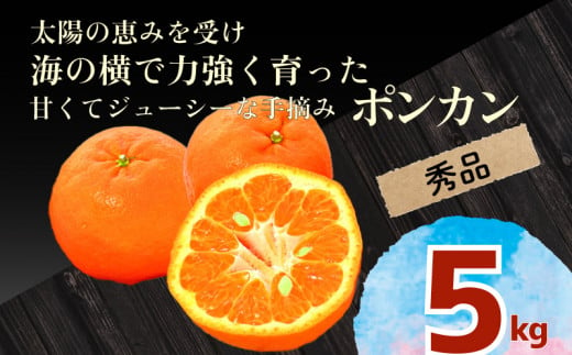 【早期予約開始】 ポンカン 5kg 秀品 安和ポンカン 贈答用 ギフト 高知県 須崎市 柑橘 みかん ぽんかん 高知 須崎 発送期間：2025年1月中旬より順次発送 YN002