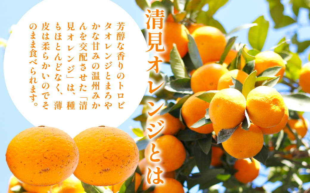 【先行予約】訳あり 清見オレンジ計9kg ※離島への配送不可（2026年3月上旬頃より順次発送予定） IKTAC009