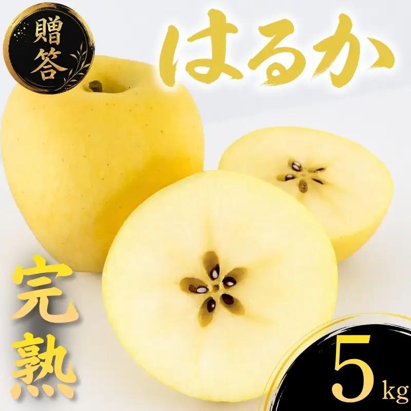 【12月上旬~発送】 贈答用 りんご はるか 5kg 先行予約 ふじむら農園 fujimura010