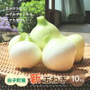 【ふるさと納税】【令和7年の先行予約募集・数量限定】生で食べても美味しい！白子産の新玉ねぎ10kg ふるさと納税 たまねぎ 玉ねぎ 白子玉ねぎ スライス サラダ 健康 味噌汁 数量限定 先行予約 令和7年発送 2025年発送 千葉県 白子町 送料無料 SHK001