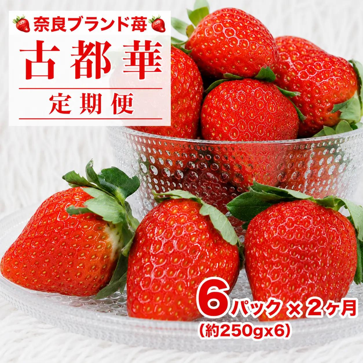 【先行予約】【定期便 2回】 いちご 古都華 250g×６パック ことか いちご