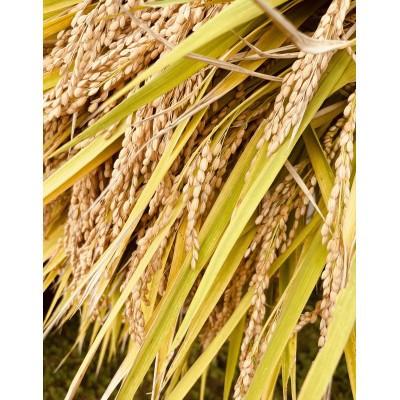 ふるさと納税 川西町 【令和7年産】【特別栽培米】栽培期間中 農薬化学肥料5割減　つや姫　玄米30kg |  | 02