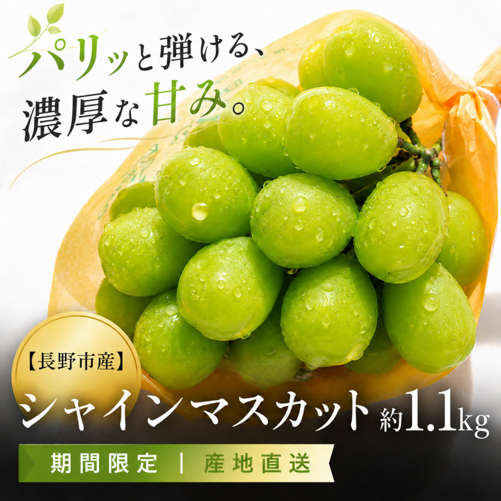 長野市産 シャインマスカット約1.1kg（2～3房）【2026年発送】果物 くだもの ぶどう フルーツ 旬 デザート 種無し 人気 おすすめ 長野県 長野市 信州 信濃 ふるさと納税