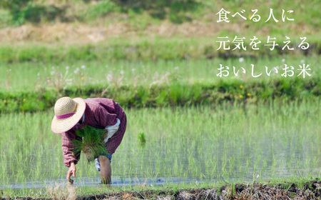 【2025年2月発送】 先行予約 福岡県産 米「 元気つくし 」 20kg NP006-[8]