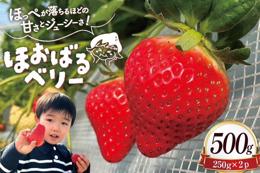 AJ437 【2026年12月発送開始】 いちご ほおばるベリー 約 500g ( 250g 2パック ) [長崎県 島原市] 苺 イチゴ 500g 甘い あまい おいしい ブランド フルーツ 果物 出田農円