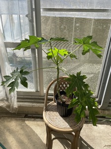 【先行予約】上郡町産 パパイヤの苗木 | パパイヤ 植物 トロピカル フルーツ 家庭菜園 兵庫県 上郡町