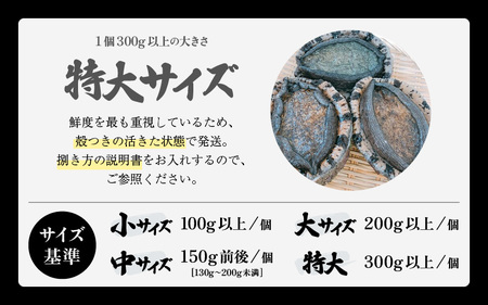 日本海若狭湾の 天然 活黒アワビ 計1.5kg (2～5個) 特大サイズ 鮮度抜群！ 刺身 お造り バター焼き BBQ あわび アワビ 鮑 クロアワビ 黒あわび【2024年8月31日まで発送】[m17