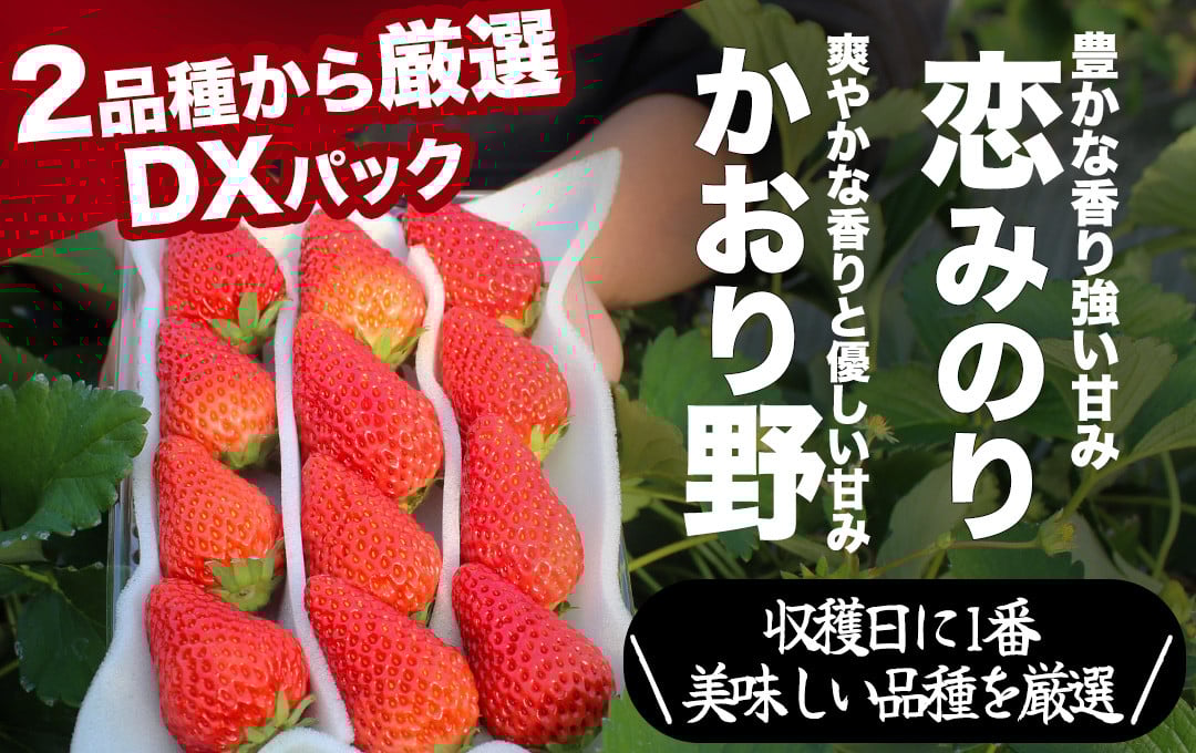 
            【先行予約＿2026年出荷分】 完熟いちご280g 2パック（DXパック）恋みのり、かおり野 から厳選　【 苺 いちご イチゴ かおり野 恋みのり 産地直送 旬 果物 フルーツ  くだもの 静岡県 伊豆 南伊豆町 期間限定 】　<AA-8>
          