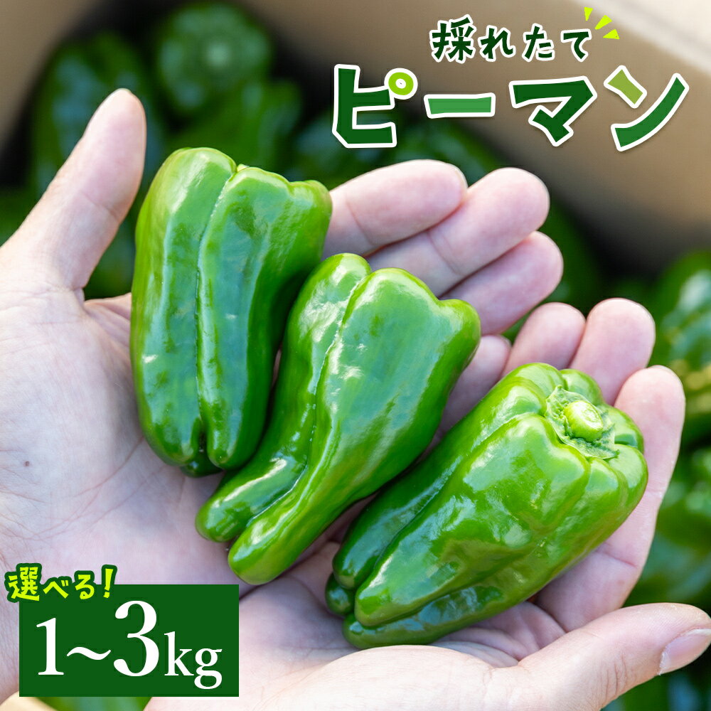 【ふるさと納税】【選べる内容量】高知県香南市産採れたてピーマン（1kg／1.5kg／2kg／3kg）- 野菜 やさい 新鮮 国産 肉厚 炒め物 肉詰め 料理 高知県 香南市 回鍋肉 家庭用 BBQ 焼肉【冷蔵】Rim-0005