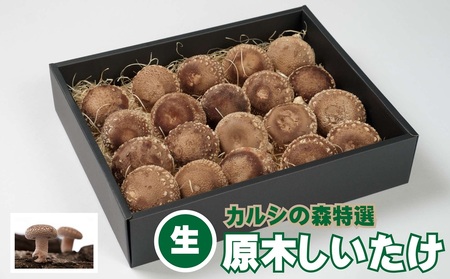 原木 生しいたけ 700g〜900g | 合同会社カルシ [BNAU002]