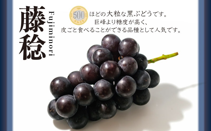 【2026年 先行予約】山梨県都留市産 朝採れ 藤稔 約1.0kg 以上(２~3房）｜山梨 ぶどう 富士稔 フルーツ 先行予約 新鮮 FF002