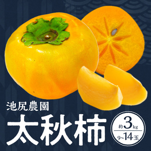 【10月発送】池尻農園　太秋柿　9玉～14玉　約3kg_柿 甘柿 太秋柿 9玉 ～ 14玉 約 3kg 種が少ない 池尻農園 シャキシャキとした食感 さっぱり 多汁 高い糖度 国産 フルーツ 果物 福岡県 久留米市 お取り寄せ お取り寄せフルーツ 食品 食べ物 送料無料 〔Fk012〕