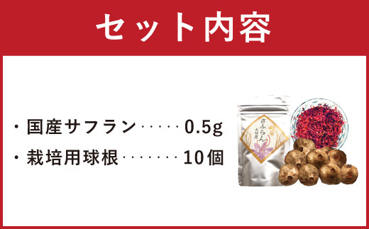 国産サフラン 0.5g  栽培用球根 10個 セット 秋頃開花 国産