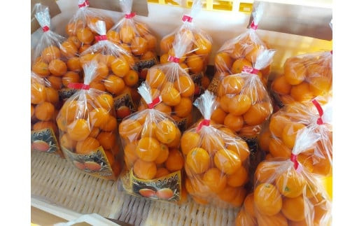 画像は店舗販売用です