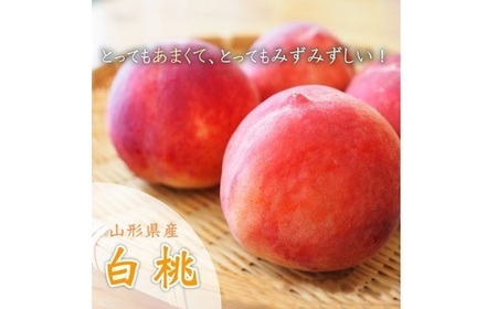 【2024年先行予約】山形県中山町産白桃 約3kg(6玉～12玉) 期間限定 数量限定 F4A-0107