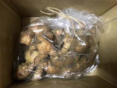 【先行予約】自然農 新生姜１kg（自然のままの土付き）皮まで食べられる 甘酢漬け ガリ ショウガ【R00216】