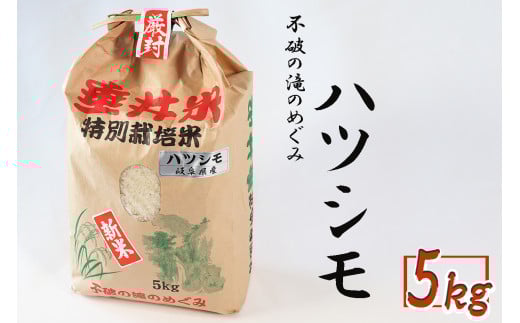 令和7年産 【新米】 特別栽培米 垂井町産 ハツシモ 5kg ｜ お米 米 こめ コメ 白米 精米 ご飯 ライス 産地直送 ギフト 贈答用 プレゼント 岐阜県産
