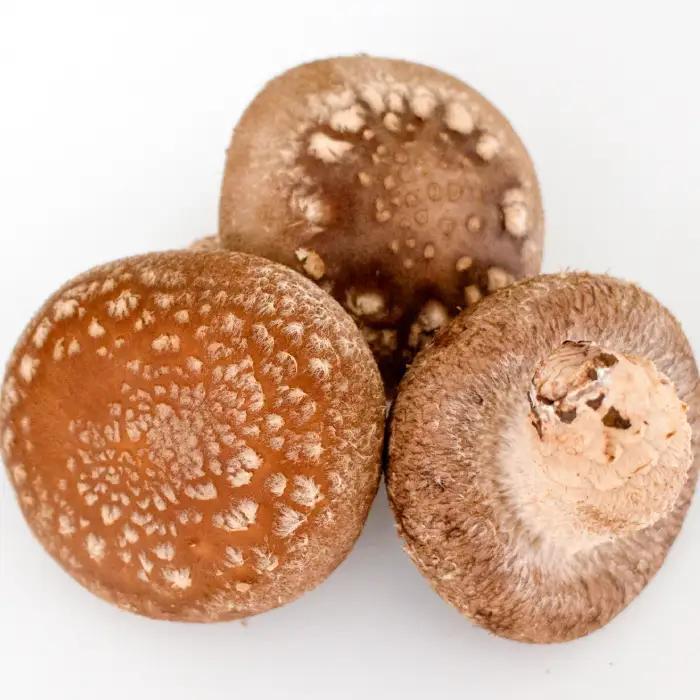 「奥出雲椎茸」プレミアム贈答品【椎茸 生しいたけ 1kg 収穫直後 サイズ混合 新鮮 旨味たっぷり 菌床栽培 国産 きのこ キノコ 野菜 料理 食品 産地直送 自宅用】