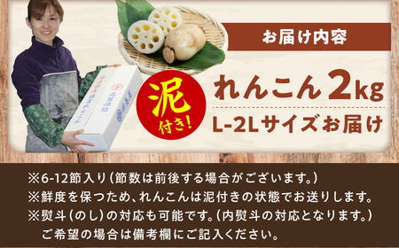 【2026年8月上旬発送】田島屋れんこん 2kg（泥付き） / れんこん / 佐賀県 [41ASDA002]