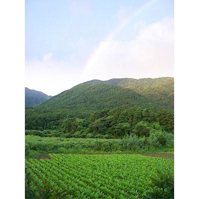 ふるさと納税 屋久島町 屋久島ウコンプレミアム　15g(約100粒)×3個 |  | 01