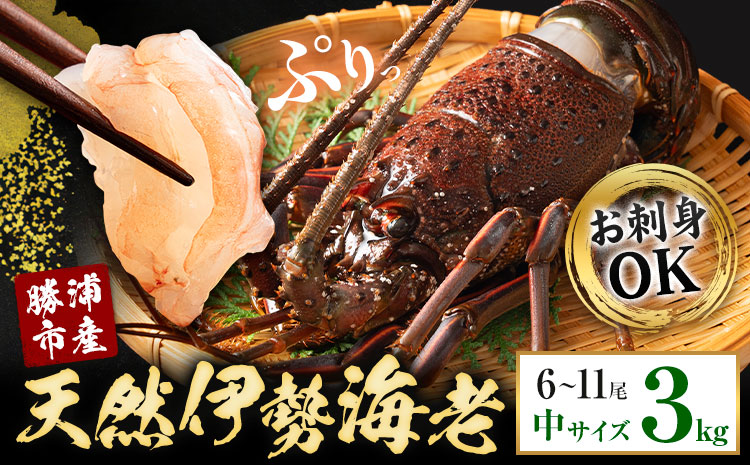 【刺身OK】千葉県勝浦産 生冷活〆 天然伊勢海老 3kg 6-11尾入 株式会社串浜水産《90日以内に出荷予定(土日祝除く)》千葉県 勝浦市 伊勢海老 海老 えび【配送不可地域あり】（離島）【1506