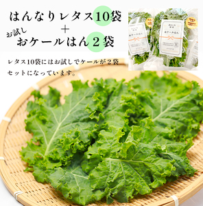 みらい乃野菜 はんなりレタス 10袋+2袋 12袋 720g レタス ケール おケールはん 袋入 水耕栽培 野菜 れたす 葉物 サラダ 高抗酸化値 低硝酸態窒素 小分け 小袋 そのまま 食べれる 健康
