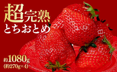 いちご【1月中旬以降発送】朝採れとちおとめ レギュラーサイズ 約270g × 4パック 合計 約1080g |イチゴ いちご