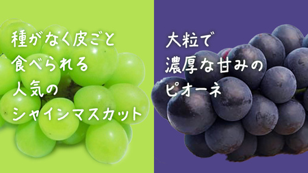 【 お中元 桐箱入り 】 シャインマスカット & ピオーネ (各１房) 【2025年7月上旬発送開始】(茨城県共通返礼品：大子町) ぶどう 葡萄 マスカット フルーツ 果物 贈答用 ギフト 贈り物
