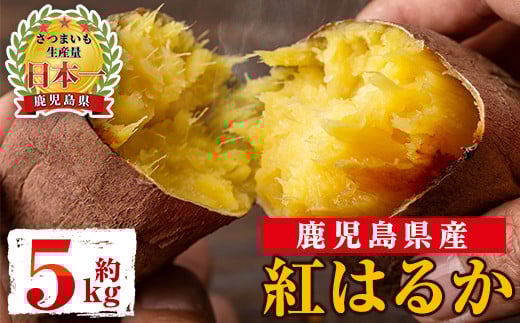 s604 《期間限定》鹿児島県産紅はるか生芋(5kg) 鹿児島 お芋 生芋 べにはるか 紅はるか さつまいも サツマイモ 薩摩芋 焼き芋 おかず スイーツ 【弐番屋】