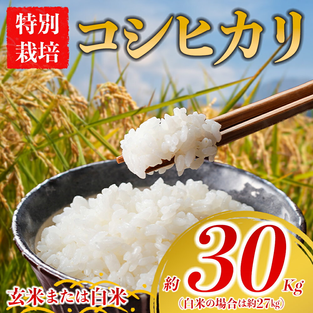 【ふるさと納税】特別栽培米 お米 米 コシヒカリ 玄米 約30kg 白米 約27kg 令和7年産 選べる品種 玄米 白米 ふるさと納税 令和7年度 選べる 白米 こめ おこめ 阿蘇アグロスタイル 阿蘇米 米 お米 美味しい 寒暖差 湧き水 お取り寄せ 食卓 豪華 贅沢 自然 湧水 熊本県 阿蘇市