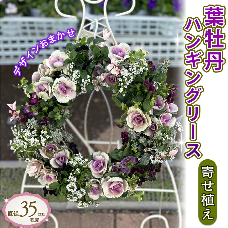 【ふるさと納税】 【先行予約】 花 葉牡丹 ハンギング リース 寄せ植え お正月 迎春 冬 季節 ガーデン ガーデニング 庭 贈答 プレゼント ギフト 植物 2025年11月下旬より発送開始 オンライン決済限定