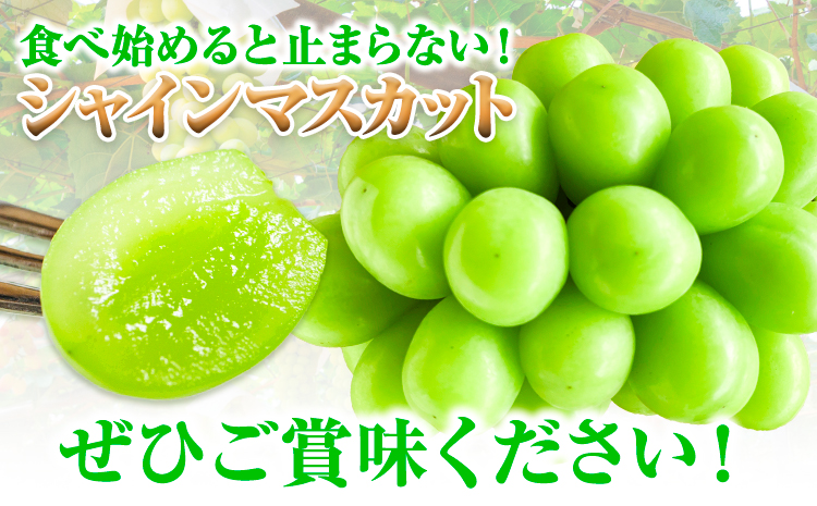 【2026年先行予約】シャインマスカット 岡山県産 2kg 3房 ~ 4房《2026年9月上旬-9月中旬頃出荷》ひらた農園 マスカット 送料無料 岡山県 浅口市 ---124_2001_9a9b_25