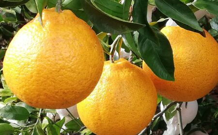 【栽培期間中農薬不使用】【先行受付】【数量限定】農園直送！愛媛県産不知火 10kg （2026年1月上旬頃より順次発送） IKTG008