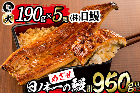 日ノ本一の鰻の蒲焼き＜大＞5尾セット(計950g以上) うなぎ 鰻 ウナギ 国産 鹿児島県産 九州産 蒲焼き 冷凍 うな重 ひつまぶし d3-001