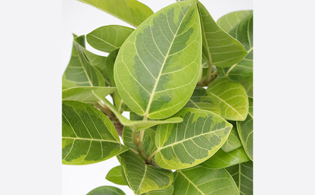 沖縄の観葉植物 フィカス アルテシマ6号 ラスターポット 観葉植物