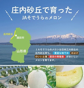 SZ0324　砂丘育ちの甘えんぼう「青肉メロン」　計3.2kg以上(2玉入つる付き)