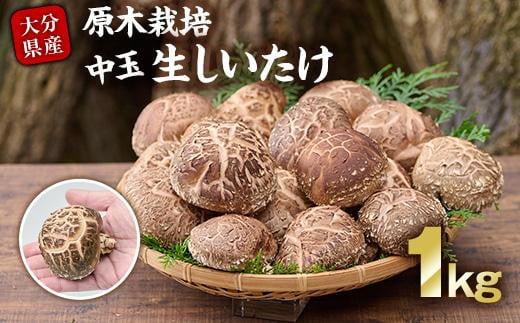 ＜先行予約受付中！2026年1月より発送開始予定＞原木栽培の中玉生しいたけ（1kg）九州産 大分県産 国産 しいたけ 椎茸 生椎茸 生シイタケ 生しいたけ 生しいたけ 生シイタケ 原木しいたけ 【FR04】【かやの椎茸屋】