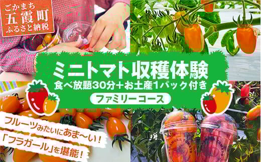 
            中村さん家のトマト収穫体験【ファミリーコース】(4名様まで)【2025年5月10日 土曜日 開催】- 農業体験 30分 食べ放題 1パック お持ち帰りお土産付き 収穫 新鮮 茨城県 五霞町 開催 
          