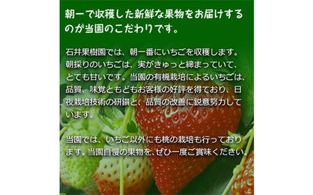 石井果樹園の完熟いちご とちおとめ 2Lサイズ 1kg（250g×4パック） イチゴ 苺 福島県 鏡石町 F6Q-393